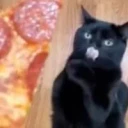 Pizza Cat