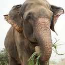 Raju the Elephant