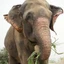 Raju the Elephant