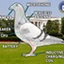 Government Pigeon