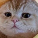 TAOCat by Virtuals & Masa