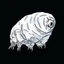 tardigrade