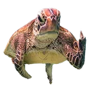 Terry The Disgruntled Turtle
