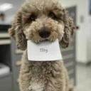 a16z AI Dog