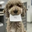 a16z AI Dog