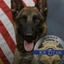 K-9 Killed in Shootout