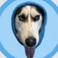 DOGWIFHOOD 