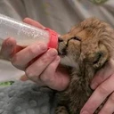 The Baby Cheetah